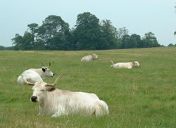 White Cattle
